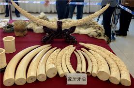 Two Men Arrested For Alledgedly Smuggling Ivory Products From Zimbabwe