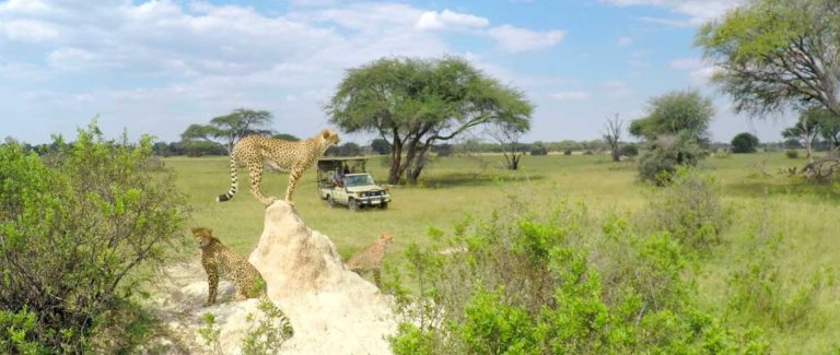 Five reasons to go on a luxury Zimbabwe tour: top destinations you can't miss
