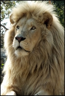 Lion Park and Snake World