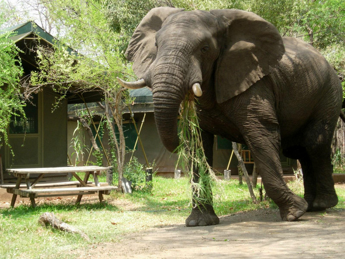 ELEPHANT TRAMPLES TOURISTS - LIVINGSTONE